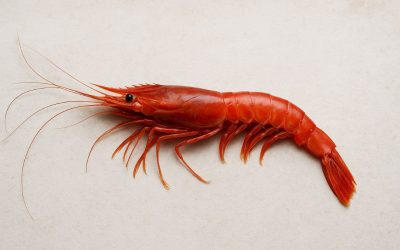 Nuove regole per la pesca: fissata a 25 mm la misura minima di gambero rosso e viola