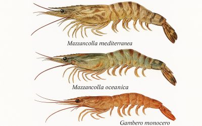 Tre crostacei a confronto: caratteristiche, cucina e sostenibilità nel Mediterraneo